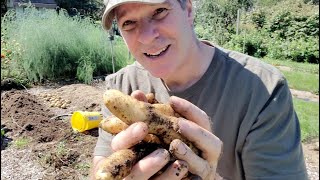 Fingerling Potato Harvest [upl. by Nossila794]