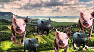 Micropigs and the Pros and Cons of GMO Pets [upl. by Maice]