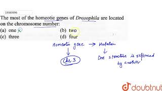 The most of the homeotic genes of Drosophila are located on the chromosome number [upl. by Aitnahs321]