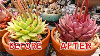 Grow GREEN to RED Succulent  The Making of Echeveria agavoides Romeo [upl. by Lyon]