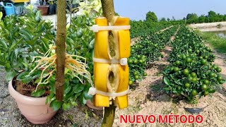 Ten Cientos de Plantas de limón con Muchos Frutos en poco tiempo  Nuevo Método para Propagar Limón [upl. by Aridan]