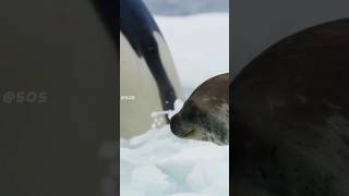 Orcas Incredible Seal Hunting 😱 orca [upl. by Angid]