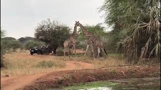 Giraffes Fighting On Safari [upl. by Bethel]