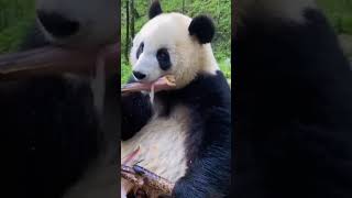 Giant panda Qinling panda Ailuropoda melanoleuca melanoleucaAnimal baby panda [upl. by Agler841]