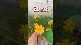 How to grow cosmos from seeds [upl. by Weinstock]