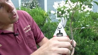 How to Prune Evergreen Shrubs Selectively [upl. by Linnie]