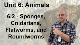 Honors Biology Unit 6  62 Sponges Cnidarians Flatworms and Roundworms [upl. by Eugatnom447]