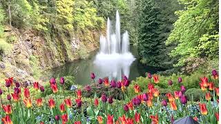 Butchart Gardens April 2024 [upl. by Halika687]