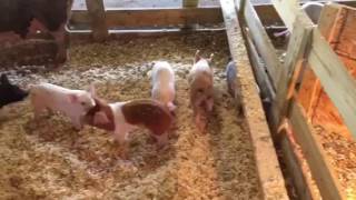 Excellent All Natural Farrowing Set Up [upl. by Helli]