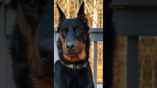 Beauceron capcut beauceron rollseditz videoedits60 [upl. by Herwin]