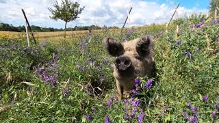 Glückliche Schweine in Freilandhaltung Das Leben eines Kulmbacher Weideschweins [upl. by Pigeon]