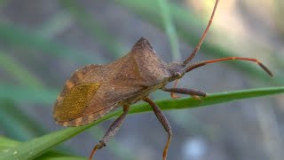 Coreus marginatus the dock bug [upl. by Alram297]