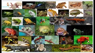 Amphibian Animals Name in English for preschoolers kidslearning animals amphibians [upl. by Tegdirb]