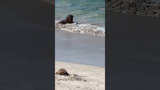 Fighting Sea Lions at Seal bay conservation park Kangaroo Island South Australia [upl. by Anotyal552]