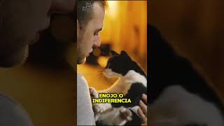 CONOCE el TONO de tu VOZ maullido gatos gatosgrasiosos cat gato gatoslocos [upl. by Goddard426]