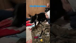 The back talk is unbelievable dogvideos funnyshorts cuteanimal homesteadfun [upl. by Eciruam668]