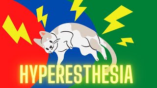 What Is Feline Hyperesthesia Syndrome  Veterinarian Explains [upl. by Cassidy]