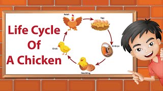 Life Cycle Of A Chicken [upl. by Nilra]