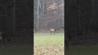 Elk Great smoky mountain national park smokymountains elk [upl. by Stoneman695]