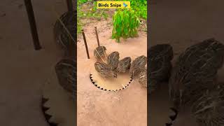 Quail Trap Using cardboard Quail Trapping techniquesQuail Trap tamil shorts QuailTrap viral [upl. by Davy]