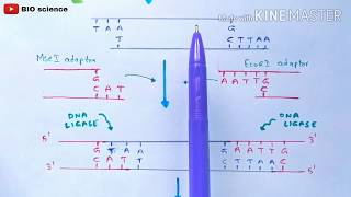 AFLP  Amplified fragment length polymorphism  Molecular markers  Bio science [upl. by Elehcin]