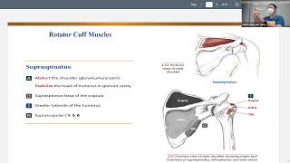 Kinesiology Rotator Cuff Rhomboids and Levator Scapula [upl. by Nas]