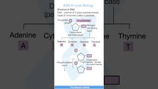 AQA A Level Biology  DNA structure part 1 alevelbiology [upl. by Hummel816]