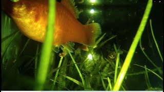 Platy fish giving birth shorts [upl. by Kinata]