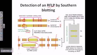 Southern blotting applications [upl. by Lerrej]