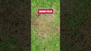 Get Control of Brown Patch in Your Lawn with Patch Pro Fungicide [upl. by Sicard]