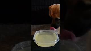 Puppy drinking ASMR [upl. by Kimber761]