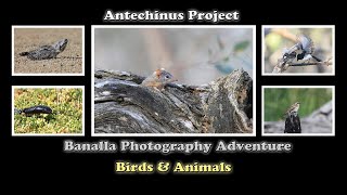 Benalla Photography Adventure Breeding Season [upl. by Dredi]