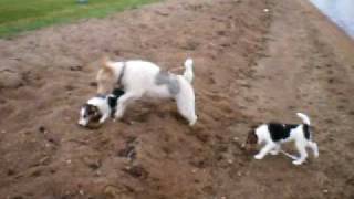 Wirehaired Fox Terrier ten week old puppies girls [upl. by Sayer]