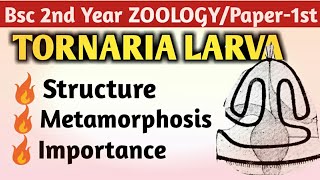 Tornaria larva Bsc 2nd year topic [upl. by Rolanda967]