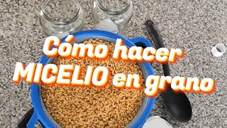 Cómo hacer MICELIO EN GRANO 🍄🫙 desde placa PETRI 🦠 PT 1 [upl. by Justis]