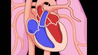 Exploring the Heart The Circulatory System YouTube [upl. by Russom]