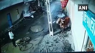 Caught on cam 2 injured after being attacked by out of control bull [upl. by Eidurt]