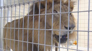 Lion Tiger Find New Home In Colorado After Typhoon [upl. by Eniamsaj]