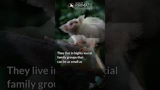 GoldenWhite TasselEar Marmoset primateconservation biodiversity [upl. by Girard130]