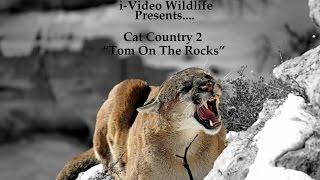 Cat Country 2 quotTom On The Rocksquot [upl. by Nolyaj897]