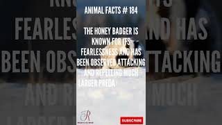 Discover MindBlowing Honey Badger Facts in less than 1 Minute  BiteSized Wildlife Knowledge [upl. by Ahsiniuq]