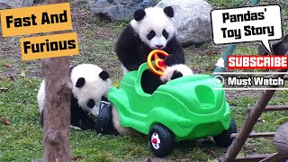 Pandas Try To Be Fast And Furious！  iPanda [upl. by Terrej]