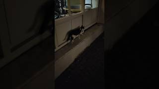 Vapur mafyası kedi akşam denetiminde 😻🐾😹🐱 istanbulcats cat funny [upl. by Saalocin]