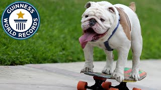 Otto the skateboarding bulldog  Guinness World Records [upl. by Walcoff]