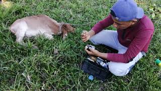 Primer tratamiento a becerro recien nacido [upl. by Syverson]