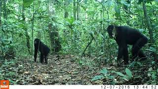 2017bonobos on camera trap at Mpetchi site in the Lomami National Park [upl. by Katalin]