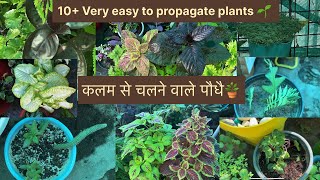 Plants in my garden🪴 which are grown from cuttingsEasy to propagate plants Gardening tips by Aryan [upl. by Medea]