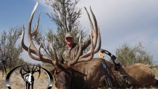 443quot and 403quot MONSTER Archery Elk Hunts Free Range  MossBack [upl. by Dorfman]