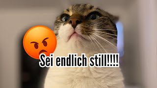 Bengal Kater schreit die ganze Nacht und hat mich einfach nicht schlafen lassen 🥹 [upl. by Dur]