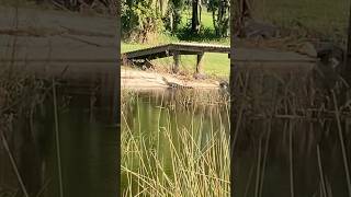 I’m Not the Only One Taking in the Sun Rays alligator lake sunshine boat dock [upl. by Ahsenor220]